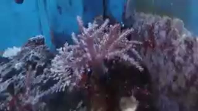 Fish That Is Swimming In A Tank