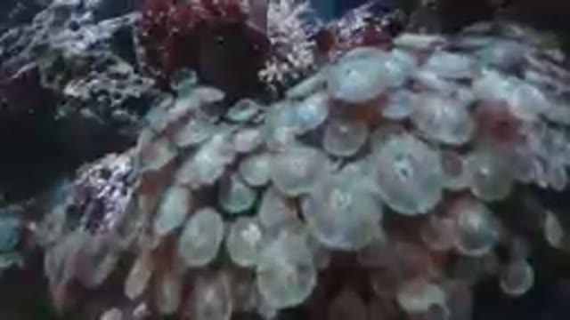 Large Group Of Sea Anemons In The Water