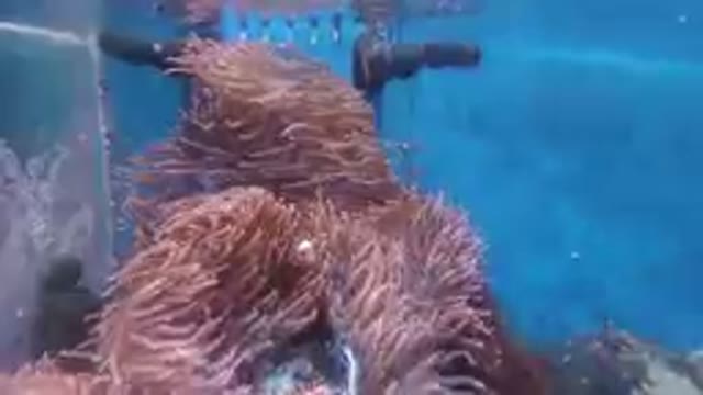 Fish Tank With A Fish And Anemone In It
