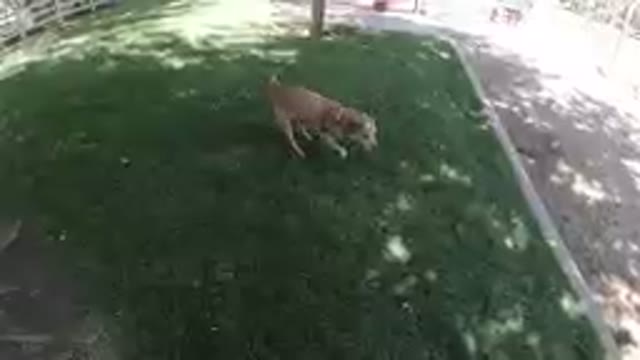 Dog Caught the Ball
