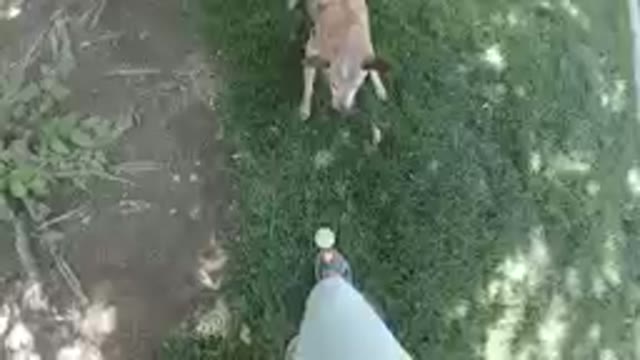 Dog That Is Standing In The Grass With A Tennis Ball