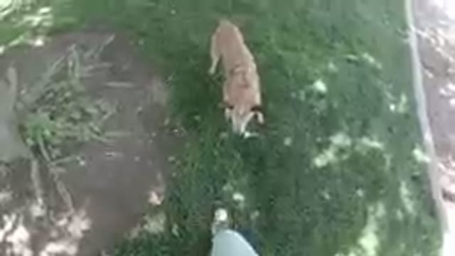 Dog Digs Deep to Catch a Ball