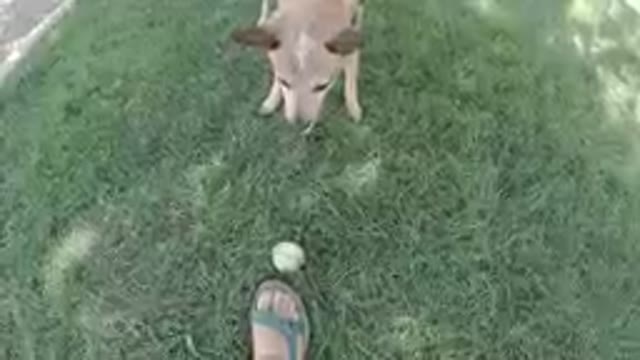 Dog That Is Standing In The Grass With A Tennis Ball