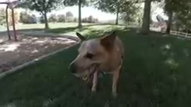 Dog Would Not Let Go
