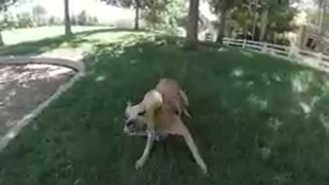 Dog Strives Harder to Catch the Ball