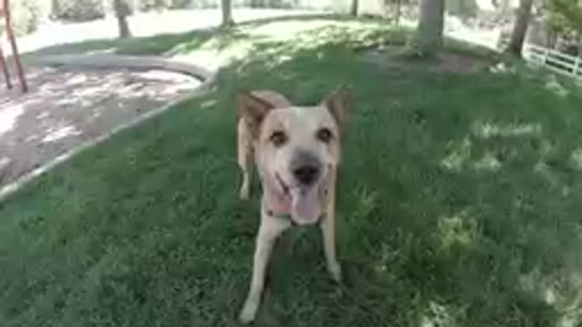 Dog Playing Fetch