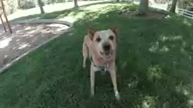 Dog Preparing to Play Fetch