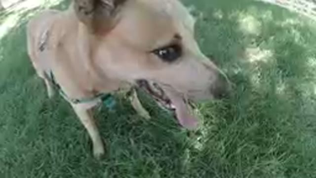 COLORADO, UNITED STATES-2019: Dog Standing on Grass, Resting