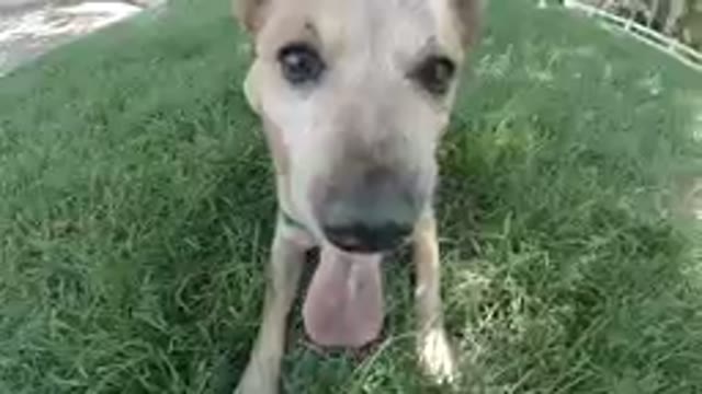 Colorado, United States-2019: Adorable Dog Resting on Grass