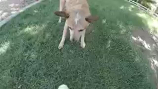 Dog Eyes the Ball for Fetch