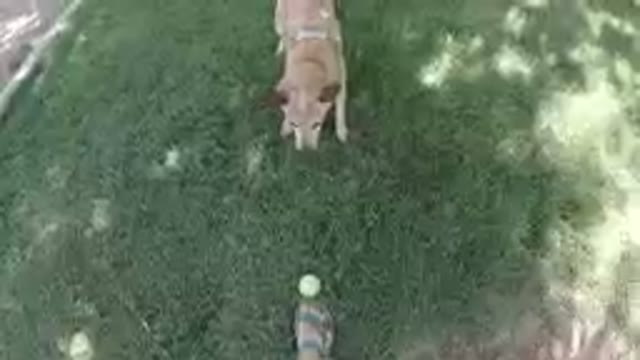 Adorable Dog Playing Fetch