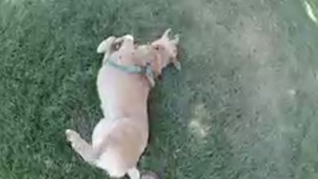 An Overexcited Dog