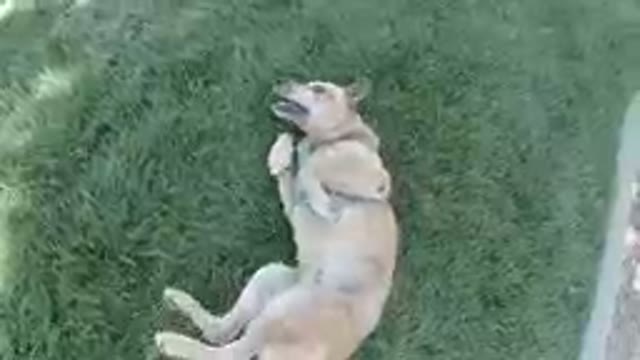 Overexcited Dog