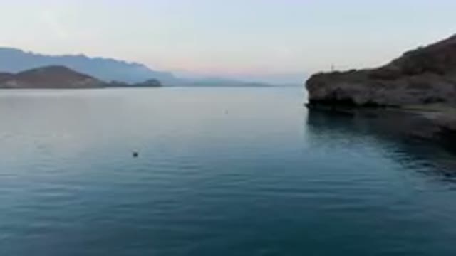LORETO BCS MEXICO-Aug. 2023: Ducks Floating in Calm Waters
