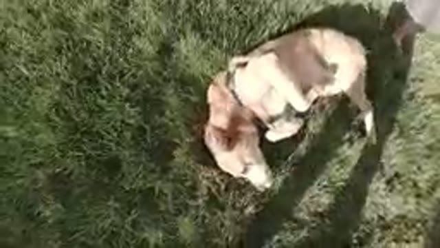 Overexcited Dog on Grass