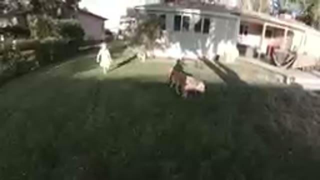 COLORADO, UNITED STATES-2019: Two Dogs That Are Standing In The Grass Outside