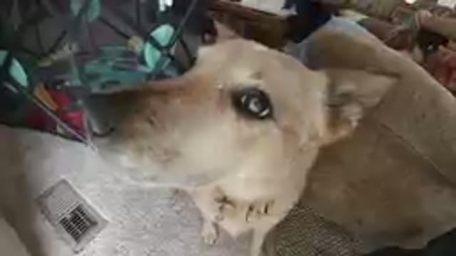 Dog That Is Sitting On A Couch With A Blanket