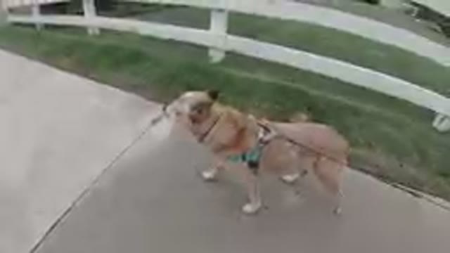 DENVER UNITED STATES-2019: Dog Walking With Female Owner