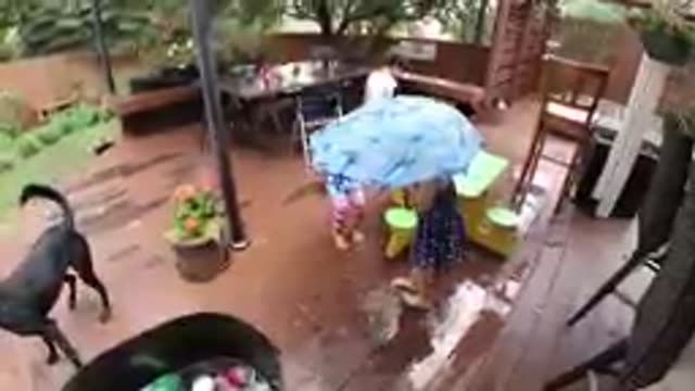 Dog Standing On A Deck With A Umbrella