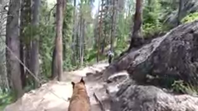 Dog That Is Walking On A Trail In The Woods
