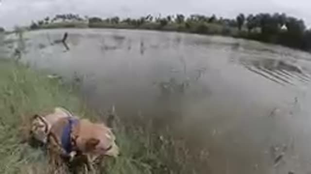 Dog That Is Standing In The Grass By The Water