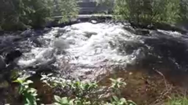 Stream Running Through A Forest Filled With Trees