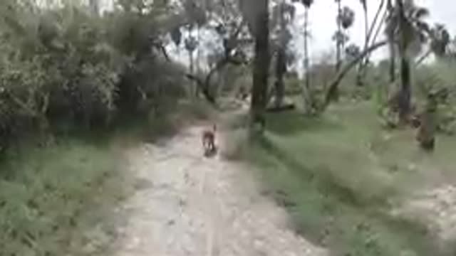 Cow Walking Down A Dirt Road In The Woods