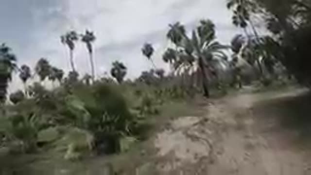 Palm Trees Line A Dirt Road In A Tropical Area