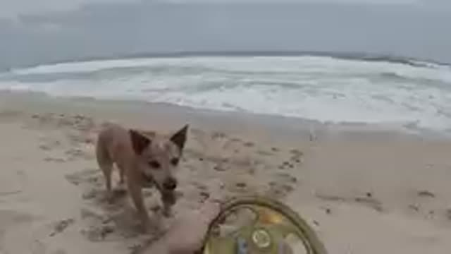 Dog That Is Standing On The Beach With A Frisbee