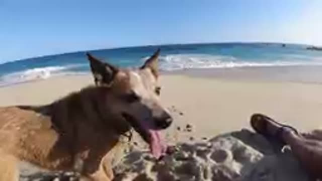 Dog That Is Standing On The Beach With His Tongue Out