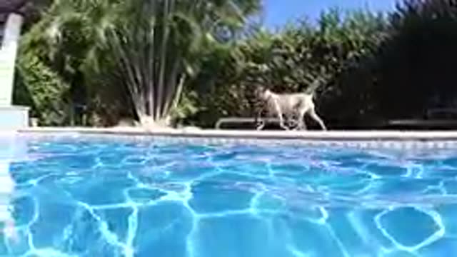 CABO BAJA CALIFORNIA SUR MEXICO-2019: Dog Walking Along Poolside Deck