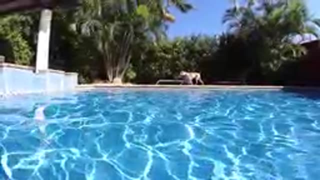CABO BAJA CALIFORNIA SUR MEXICO-2019: Sunlit Swimming Pool Water With Tropical Garden Background