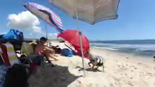 CABO BAJA CALIFORNIA SUR MEXICO-2019: Dog Running On Sandy Beach Near Ocean