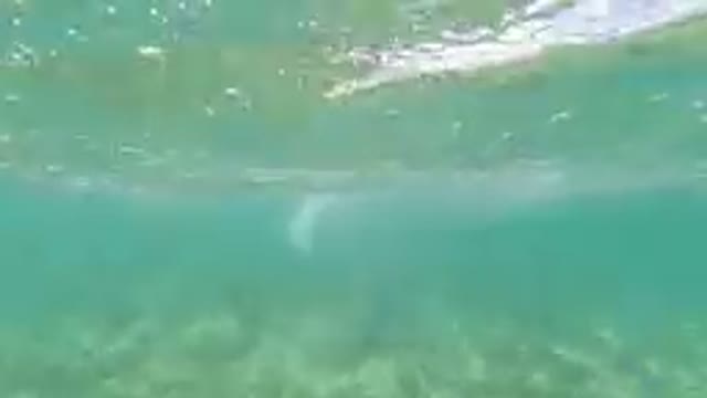 Underwater Adventure in Los Cabos