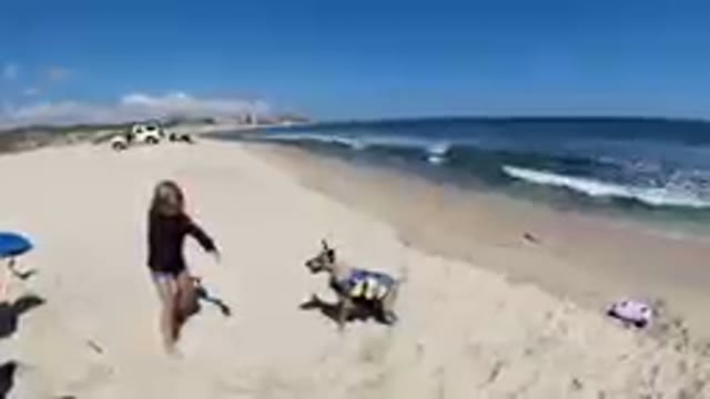 LOS CABOS MEXICO-2019: Little Girl Playing Fetch with her Dog