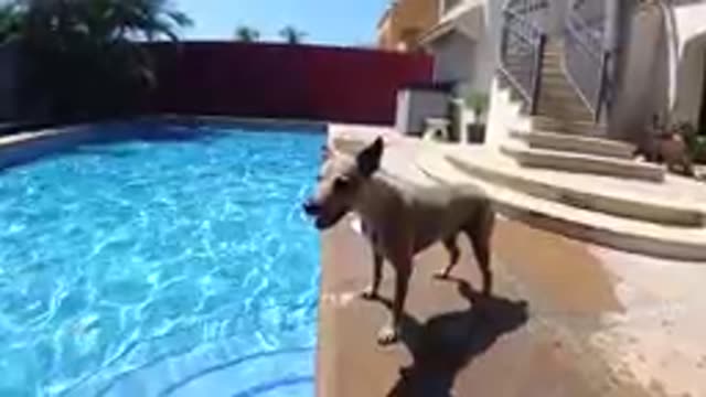 CABO BAJA CALIFORNIA SUR MEXICO-2019: Tan Dog Standing By Swimming Pool Edge