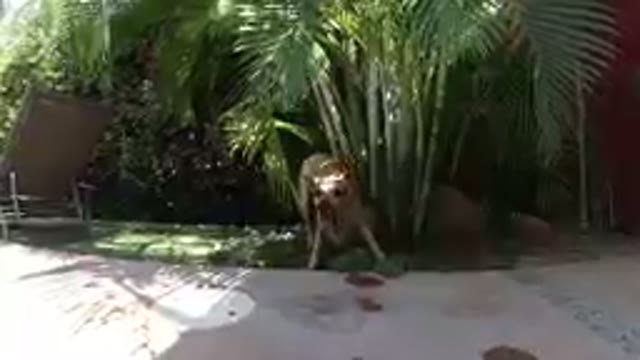 Dog That Is Standing In The Shade Of A Tree