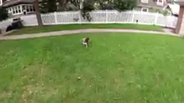 Dog That Is Standing In The Grass In The Yard