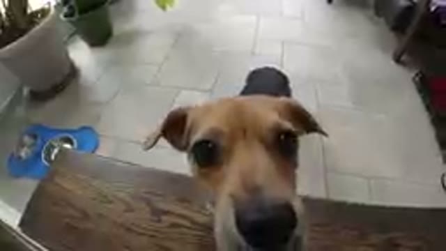 Dog That Is Looking At The Camera From The Bottom Of A Table