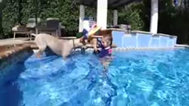 Dog That Is Playing With A Ball In The Pool