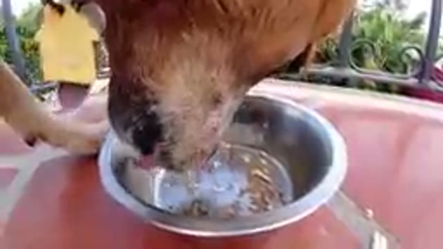 Dog Eating Out Of A Bowl On A Table