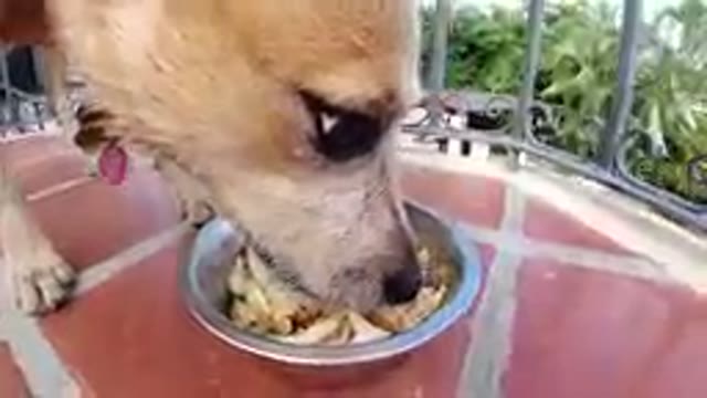 Dog Eating Out Of A Bowl On The Floor