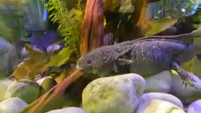 MEXICO CITY MEXICO-2023: Axolotl Sitting On Rocks In the Water