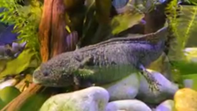 MEXICO CITY MEXICO-2023: Axolotl Sitting On Rocks In Water