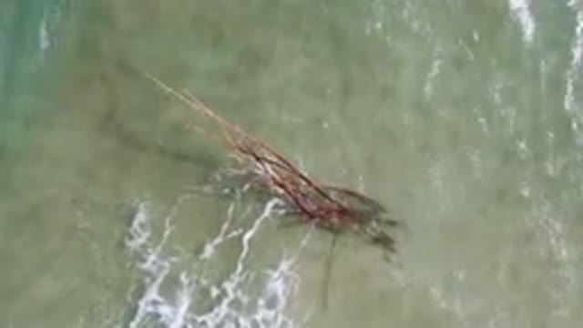 SAN JOSE DEL CABO BCS MEXICO-2023: Large Tree That Is In The Water Near The Shore
