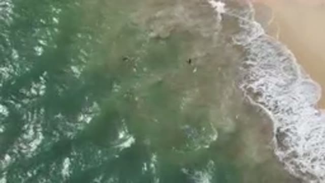 SAN JOSE DEL CABO BCS MEXICO-2023: Aerial Group Of People Swimming In The Ocean