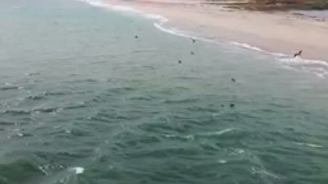 SAN JOSE DEL CABO BCS MEXICO-2023: Many Birds Flying Over The Water Near The