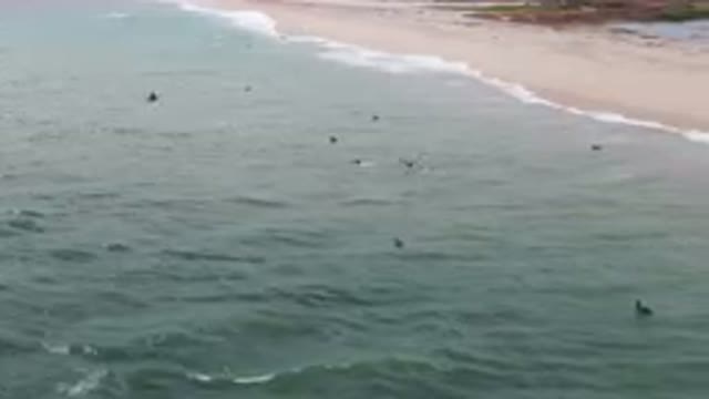 SAN JOSE DEL CABO BCS MEXICO-2023: Surfers Are Swimming In The Ocean Near A