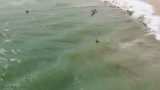 SAN JOSE DEL CABO BCS MEXICO-2023: Surfers Swimming in the Ocean Near a Sandy Beach