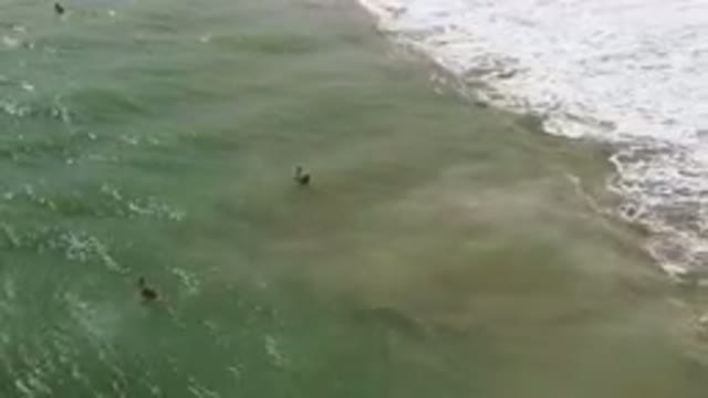 SAN JOSE DEL CABO BCS MEXICO-2023: Two Birds Flying Over The Water Near The